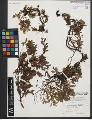 Foto von Salix retusa L.